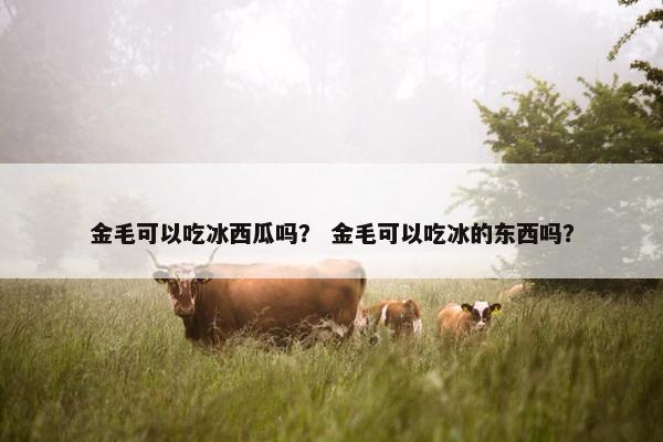 金毛可以吃冰西瓜吗？ 金毛可以吃冰的东西吗？