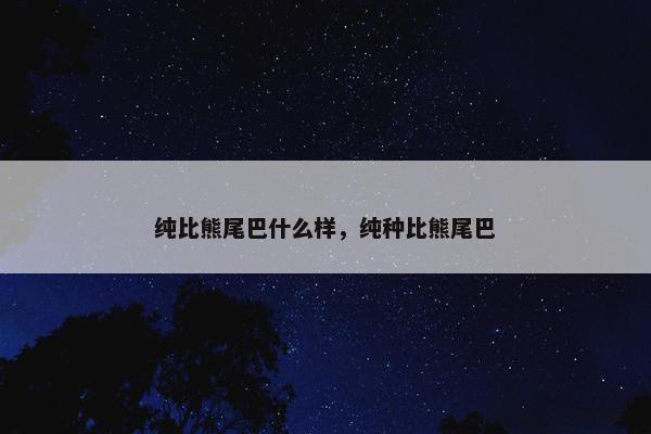 纯比熊尾巴什么样，纯种比熊尾巴