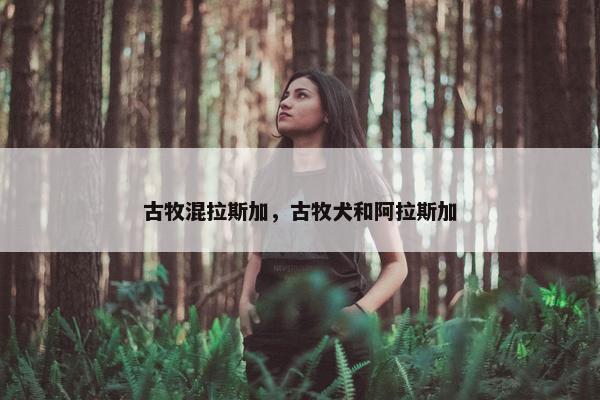 古牧混拉斯加，古牧犬和阿拉斯加