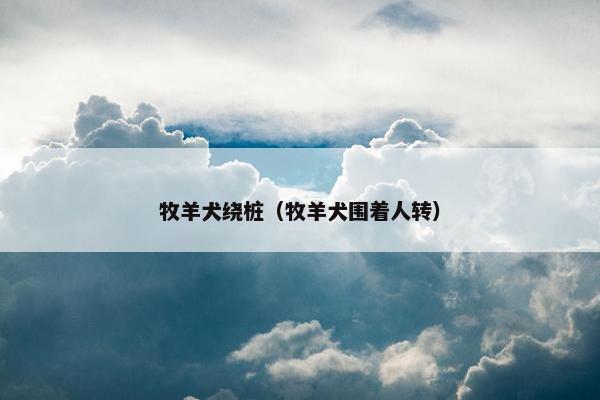 牧羊犬绕桩（牧羊犬围着人转）