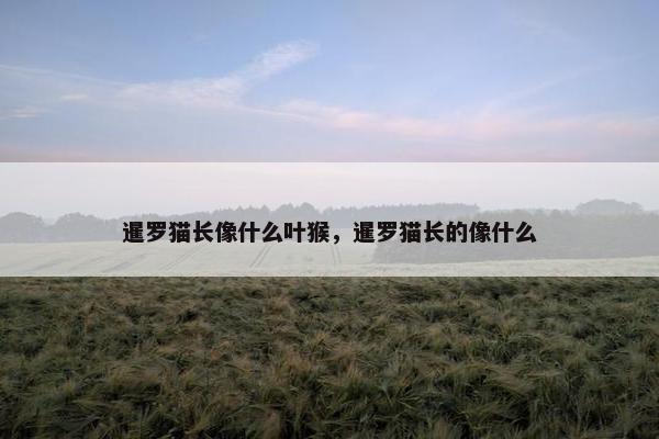 暹罗猫长像什么叶猴，暹罗猫长的像什么