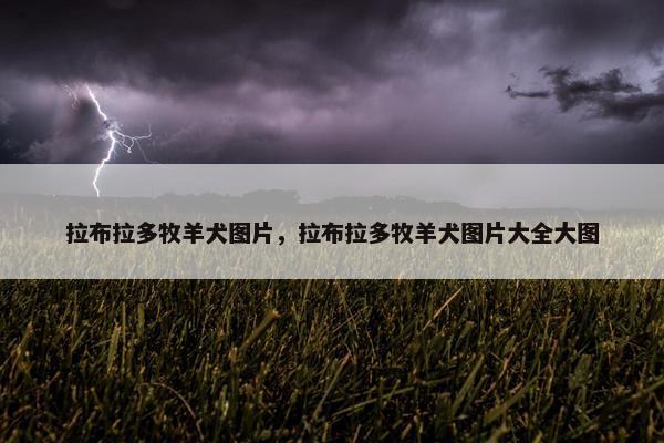 拉布拉多牧羊犬图片，拉布拉多牧羊犬图片大全大图