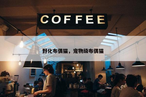 野化布偶猫，宠物级布偶猫