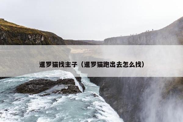 暹罗猫找主子（暹罗猫跑出去怎么找）