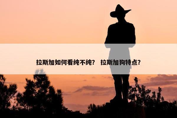 拉斯加如何看纯不纯？ 拉斯加狗特点？