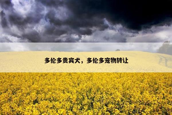 多伦多贵宾犬，多伦多宠物转让