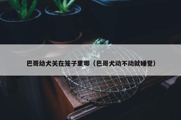 巴哥幼犬关在笼子里唧（巴哥犬动不动就睡觉）
