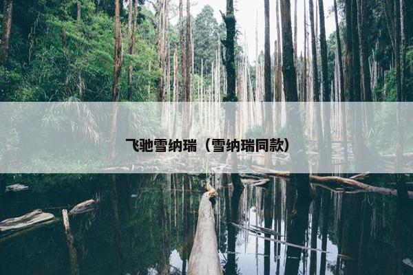 飞驰雪纳瑞（雪纳瑞同款）