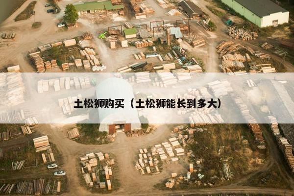 土松狮购买（土松狮能长到多大）