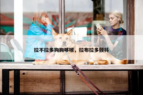 拉不拉多狗狗哆嗦，拉布拉多颤抖