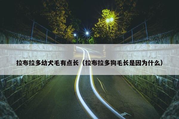 拉布拉多幼犬毛有点长（拉布拉多狗毛长是因为什么）