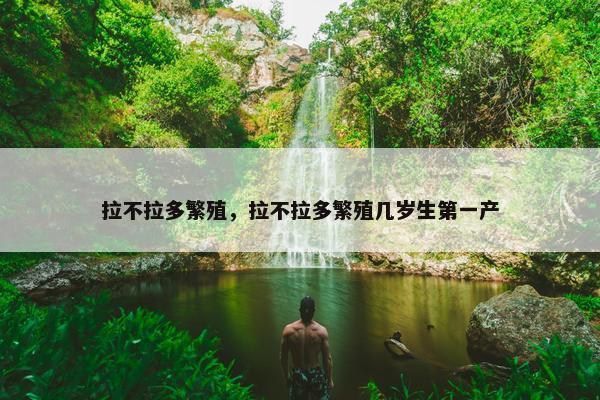 拉不拉多繁殖，拉不拉多繁殖几岁生第一产