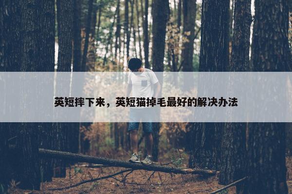 英短摔下来，英短猫掉毛最好的解决办法