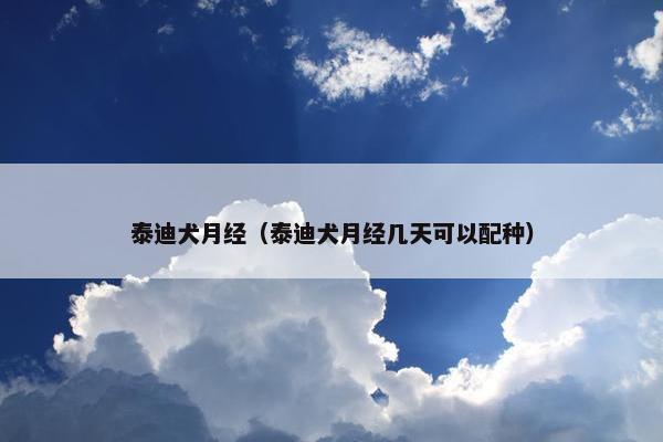 泰迪犬月经（泰迪犬月经几天可以配种）
