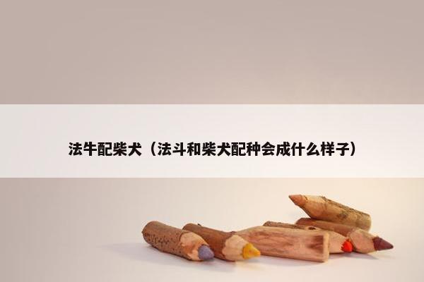法牛配柴犬（法斗和柴犬配种会成什么样子）