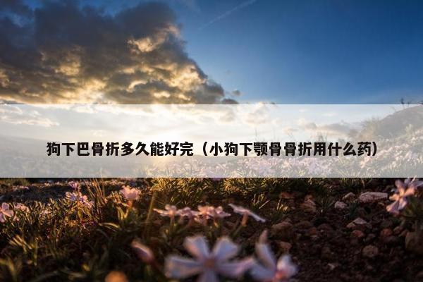 狗下巴骨折多久能好完（小狗下颚骨骨折用什么药）