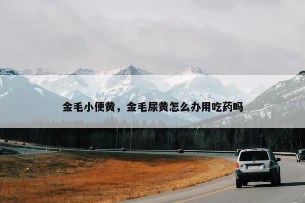 金毛小便黄，金毛尿黄怎么办用吃药吗