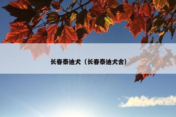 长春泰迪犬（长春泰迪犬舍）
