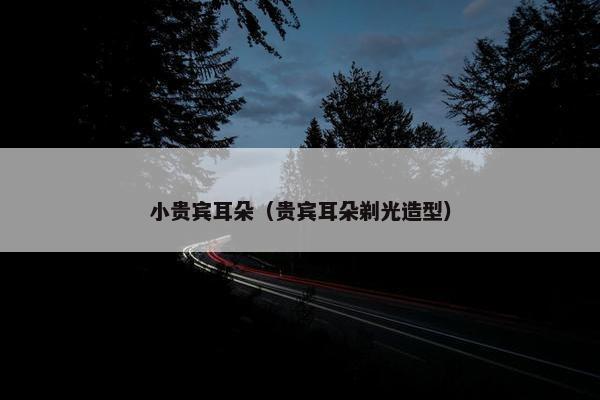 小贵宾耳朵（贵宾耳朵剃光造型）