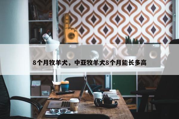 8个月牧羊犬，中亚牧羊犬8个月能长多高