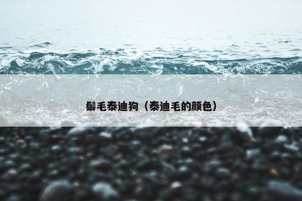 鬃毛泰迪狗（泰迪毛的颜色）
