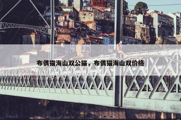 布偶猫海山双公猫，布偶猫海山双价格