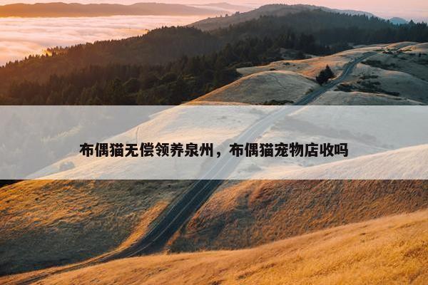 布偶猫无偿领养泉州，布偶猫宠物店收吗