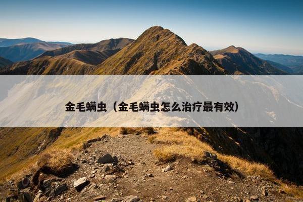 金毛螨虫（金毛螨虫怎么治疗最有效）
