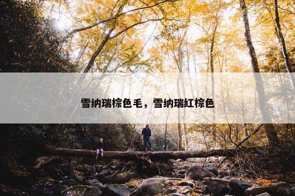 雪纳瑞棕色毛，雪纳瑞红棕色