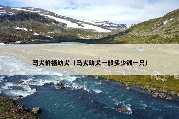 马犬价格幼犬（马犬幼犬一般多少钱一只）