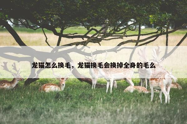 龙猫怎么换毛，龙猫换毛会换掉全身的毛么