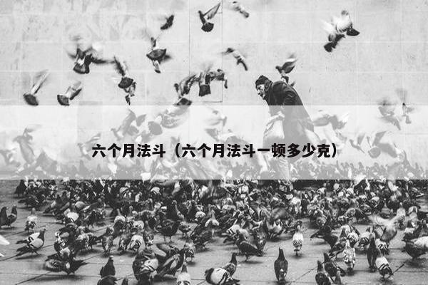 六个月法斗（六个月法斗一顿多少克）