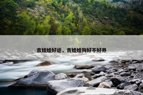 吉娃娃好运，吉娃娃狗好不好养