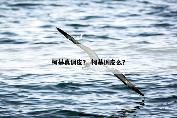 柯基真调皮？ 柯基调皮么？