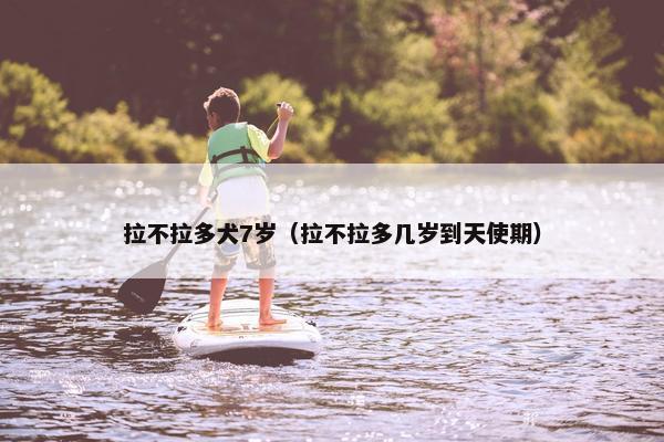 拉不拉多犬7岁（拉不拉多几岁到天使期）