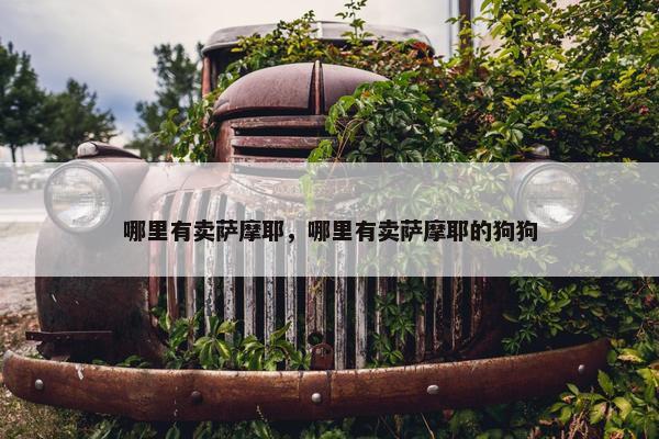 哪里有卖萨摩耶，哪里有卖萨摩耶的狗狗