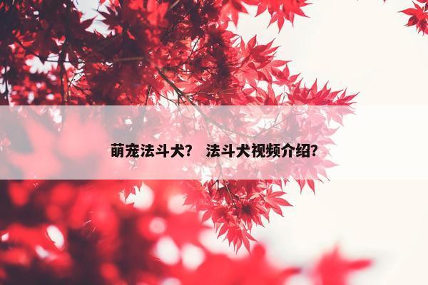 萌宠法斗犬？ 法斗犬视频介绍？