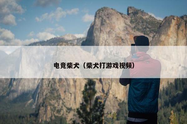 电竞柴犬（柴犬打游戏视频）