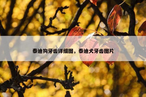 泰迪狗牙齿详细图，泰迪犬牙齿图片