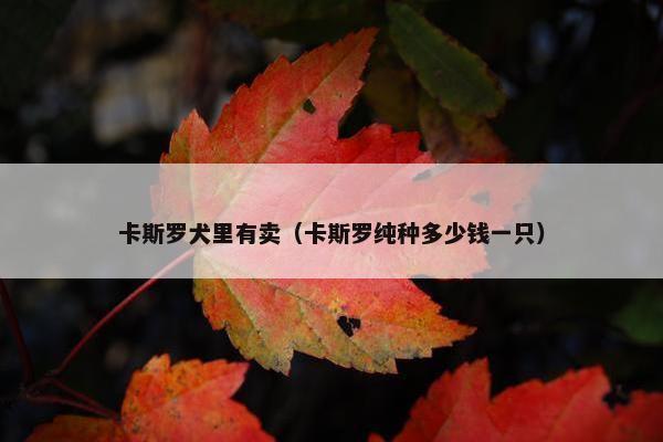 卡斯罗犬里有卖（卡斯罗纯种多少钱一只）