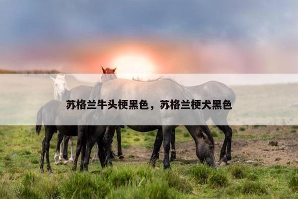 苏格兰牛头梗黑色，苏格兰梗犬黑色