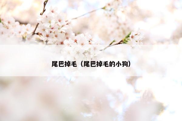 尾巴掉毛（尾巴掉毛的小狗）