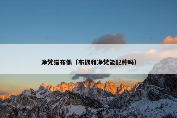 净梵猫布偶（布偶和净梵能配种吗）