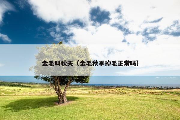 金毛叫秋天（金毛秋季掉毛正常吗）