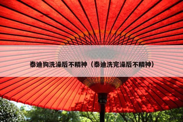 泰迪狗洗澡后不精神（泰迪洗完澡后不精神）