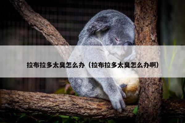 拉布拉多太臭怎么办（拉布拉多太臭怎么办啊）