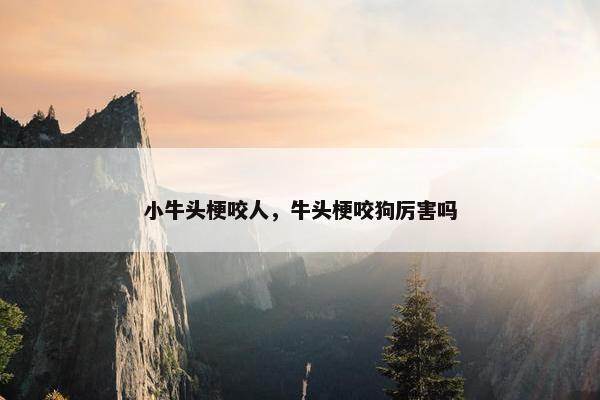 小牛头梗咬人，牛头梗咬狗厉害吗