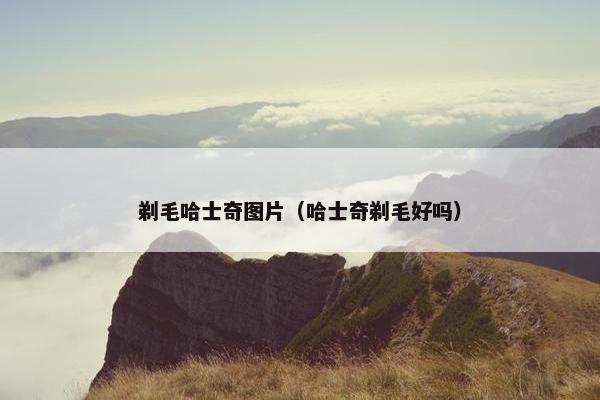 剃毛哈士奇图片（哈士奇剃毛好吗）