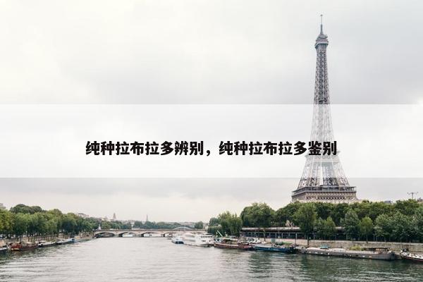 纯种拉布拉多辨别，纯种拉布拉多鉴别