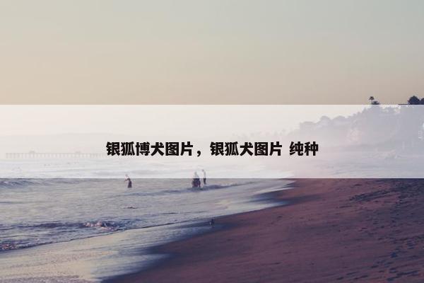 银狐博犬图片，银狐犬图片 纯种